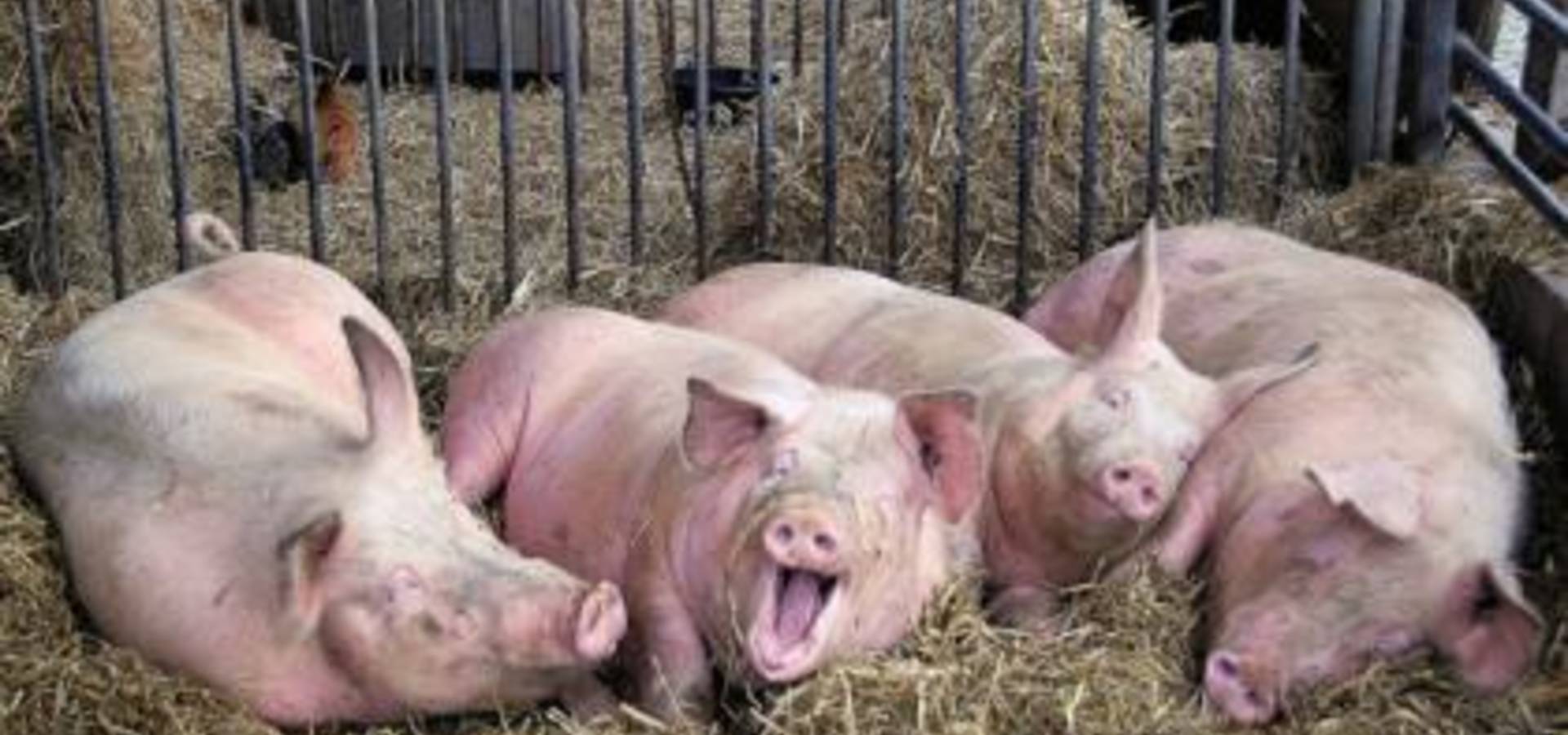 На Козятинщині спалять понад тисячу свиней
