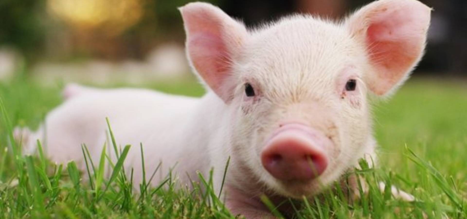 На Вінниччині зафіксували спалах африканської чуми свиней 