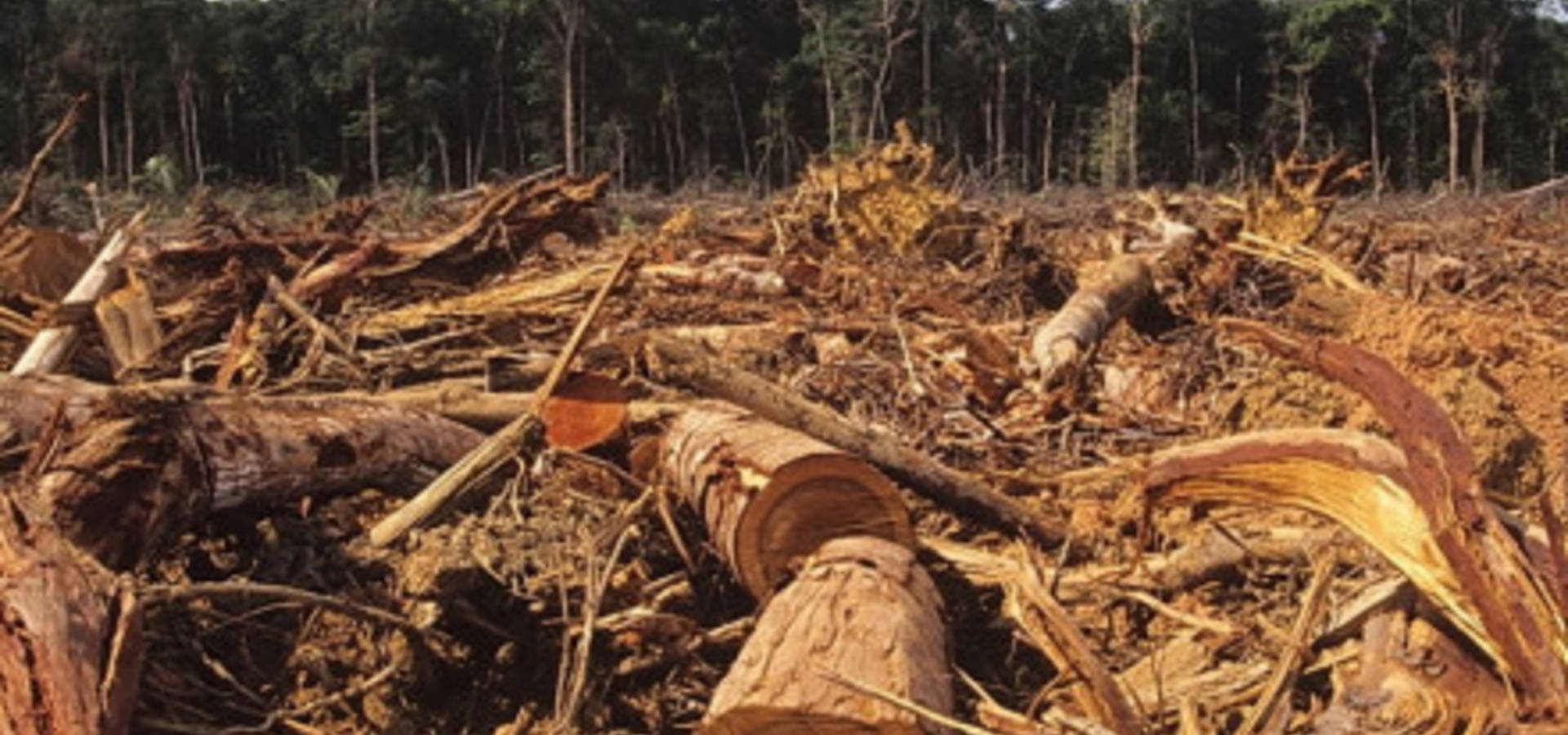 Трьох службовців Хмільницького лісництва  судитимуть  за незаконну вирубку лісів