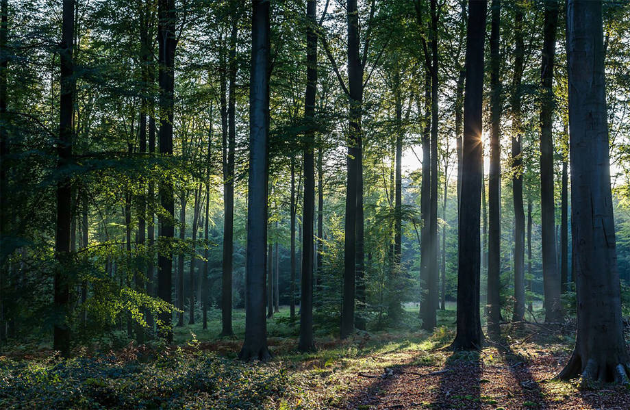 Понад двісті гектарів лісу громада Хмільницького району має повернути у власність облради