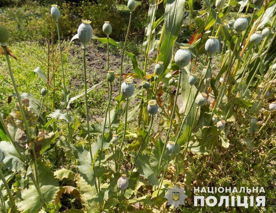 Майже 10 тисяч рослин маку та конопель вилучили поліцейські 