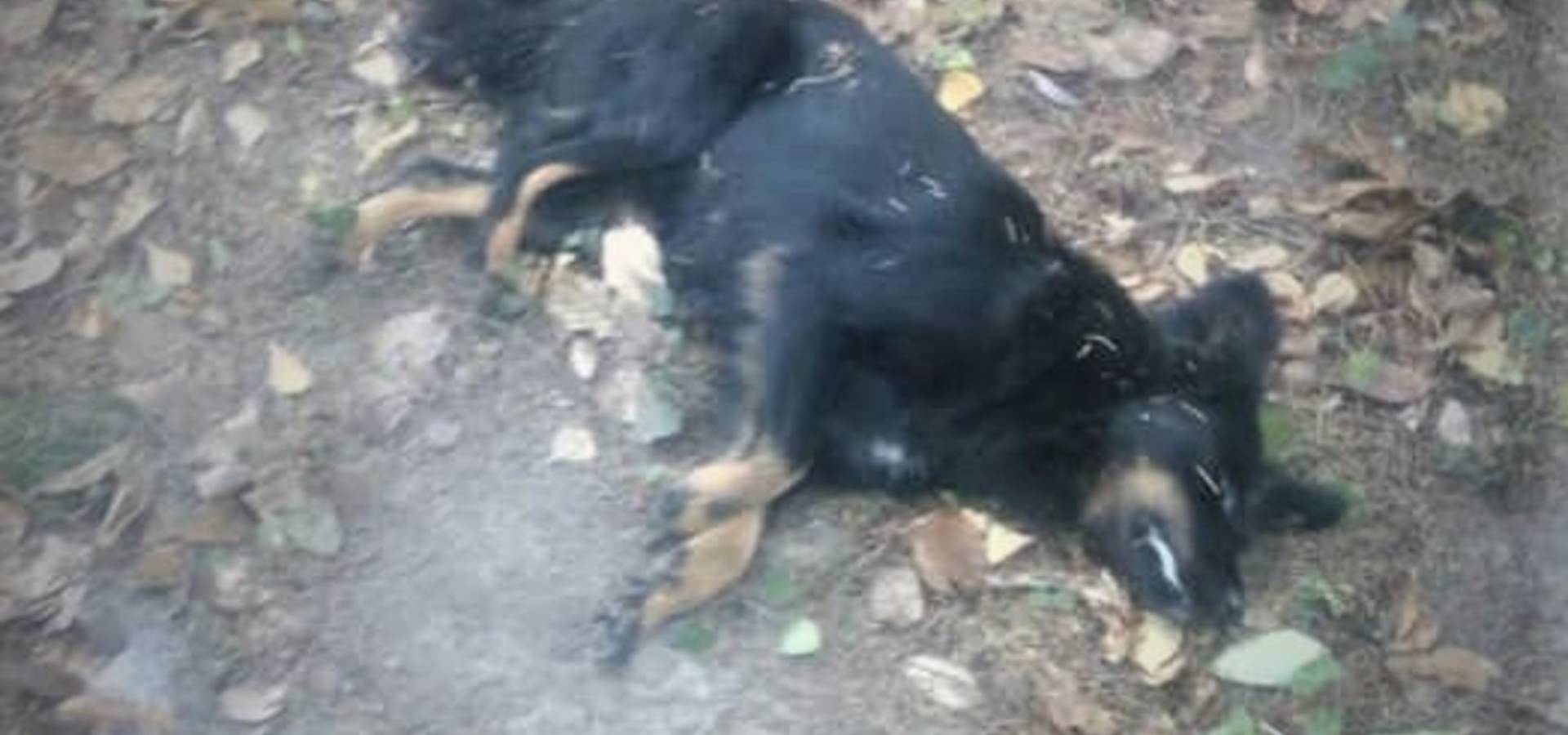 У Хмільнику отруїли близько 10 собак. Трагедія шокувала волонтерів з усієї України 