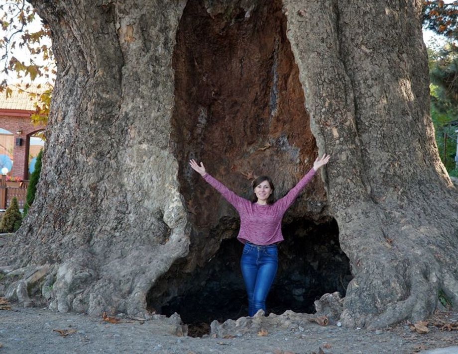 Фото з деревами-велетнями колекціонує Віта Приймак з Вінниччини 