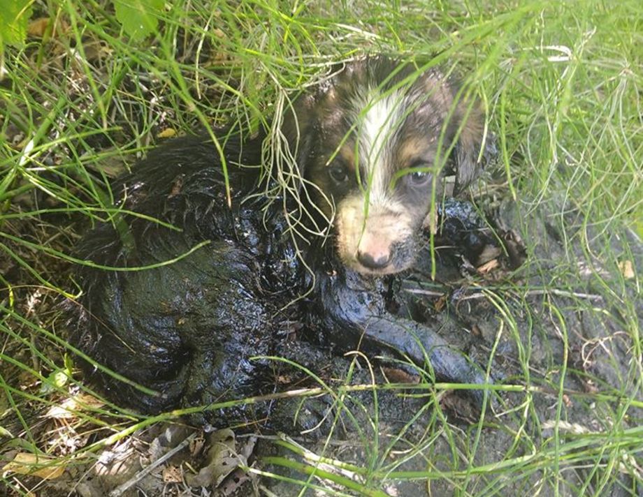 Семеро цуценят помирали у смолі  під палючим сонцем. Тваринок врятували волонтерка та військовий