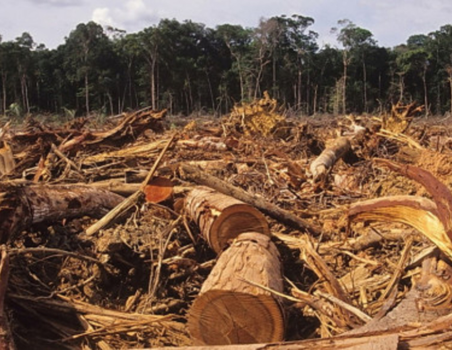 Трьох службовців Хмільницького лісництва  судитимуть  за незаконну вирубку лісів
