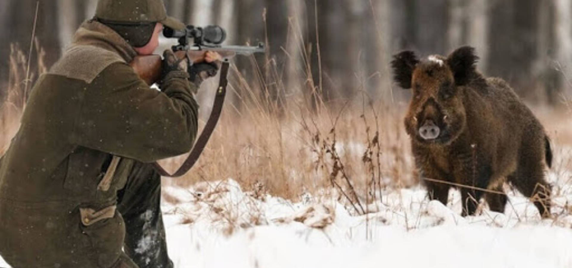 Сьогодні стартує сезон полювання на диких парнокопитних та хутрових звірів