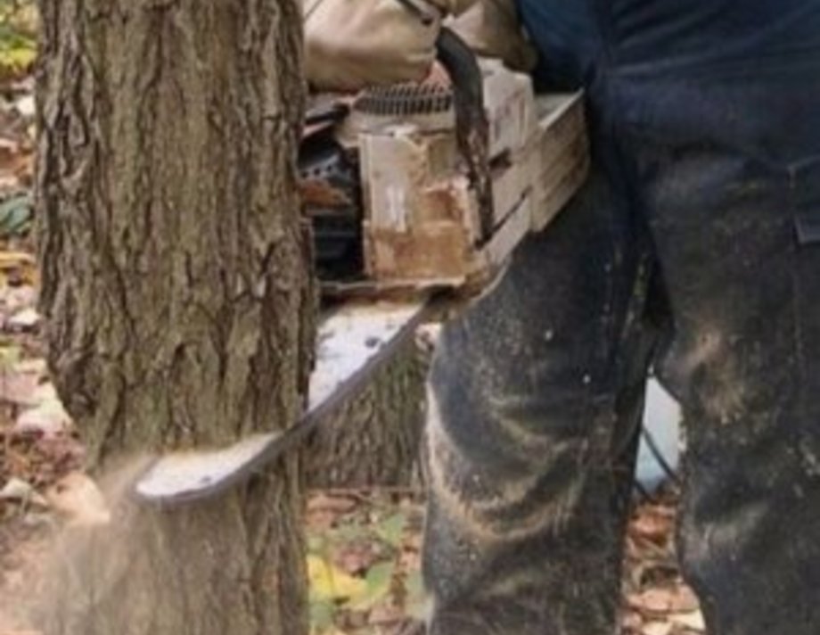 В селі Тараски на Вінниччині чоловік загинув зрізаючи дерево