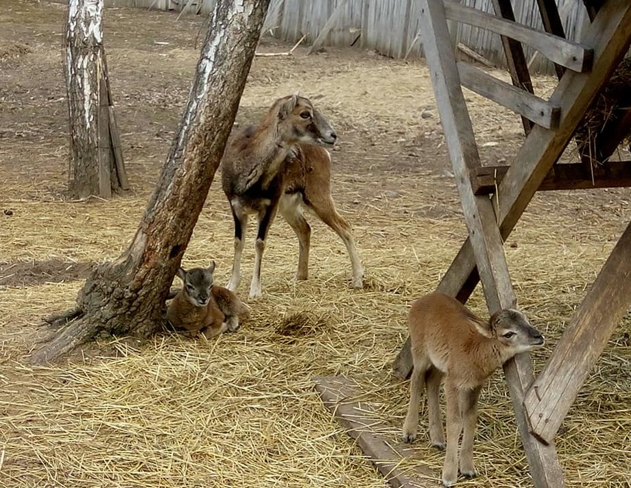 У Вінниці в Подільському зоопарку народилось четверо муфлонів