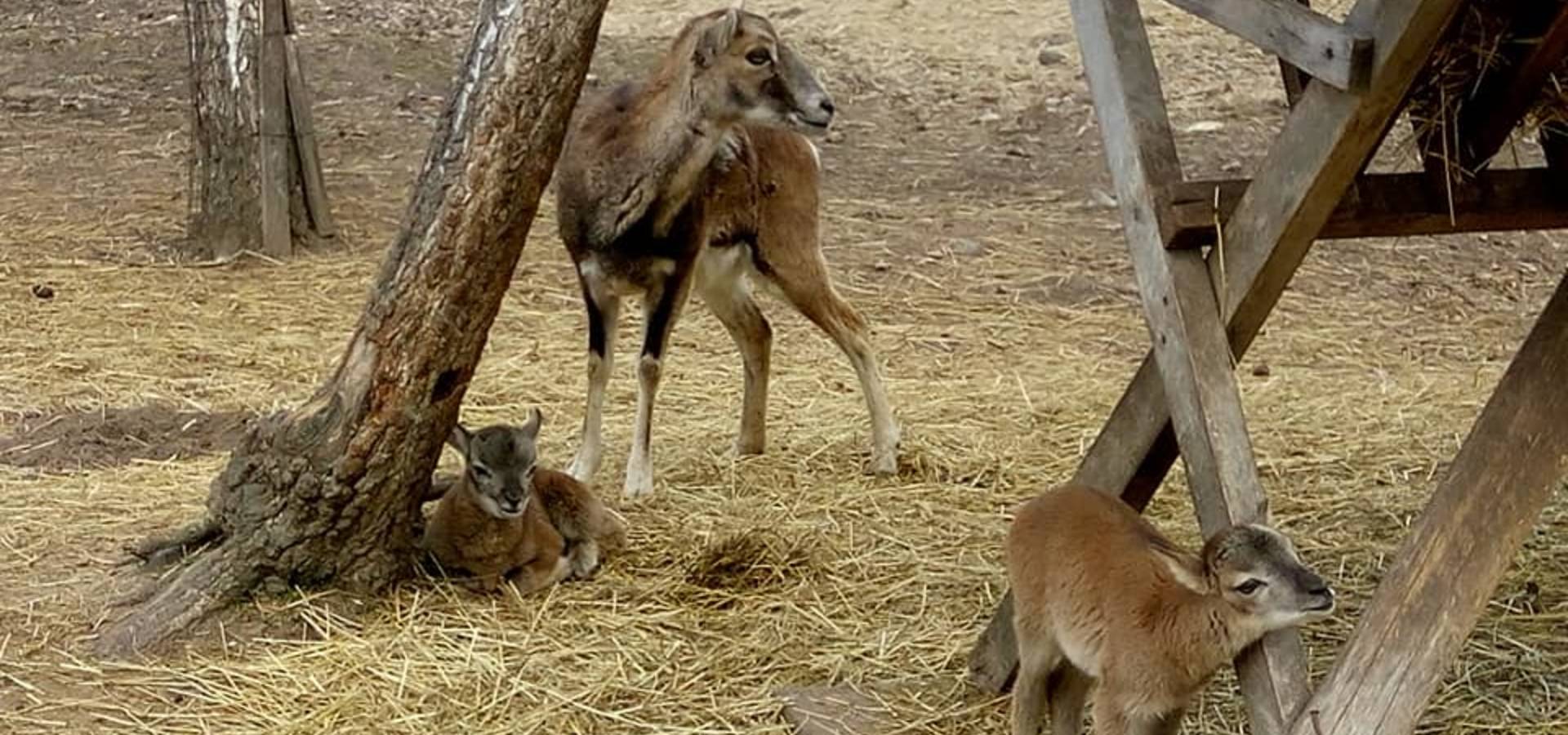 У Вінниці в Подільському зоопарку народилось четверо муфлонів