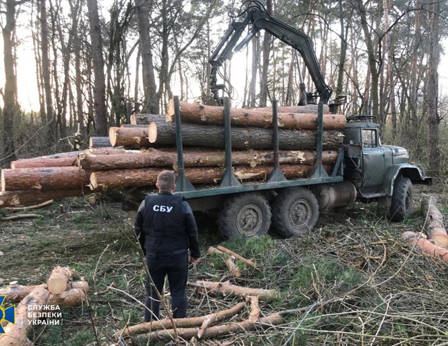 На Вінниччині посадовці лісгоспу організовували незаконну вирубку лісу