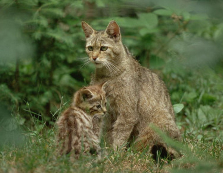 Червонокнижні коти мешкають у Хмільницьких лісах