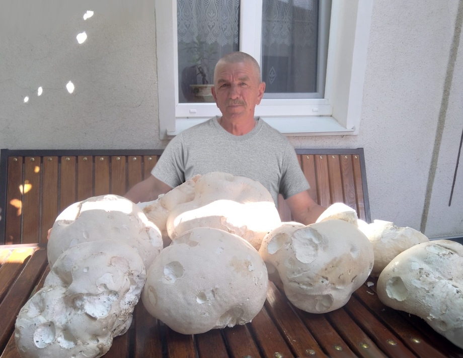У Хмільнику чоловік знайшов гриби-велетні