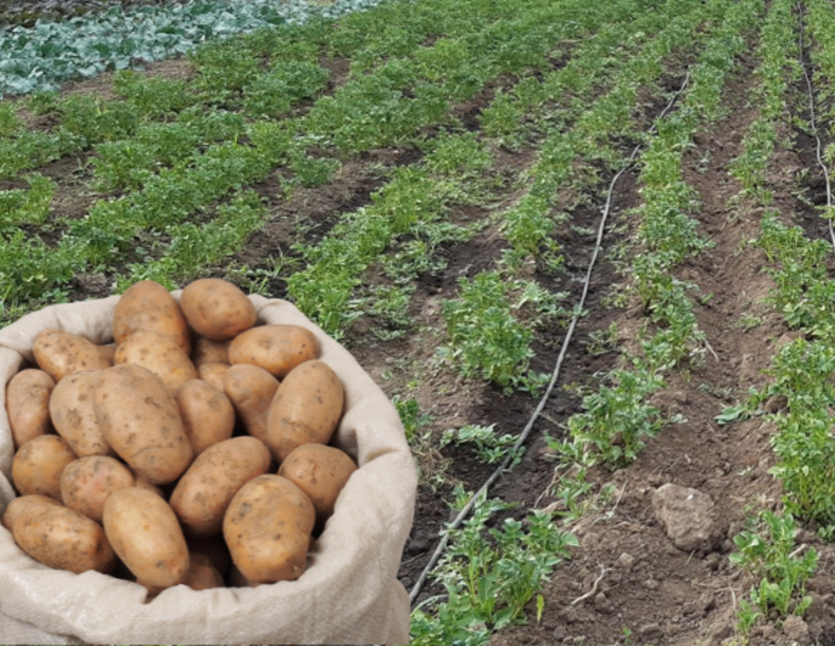Гроші за картоплю можуть отримати хмільницькі фермери
