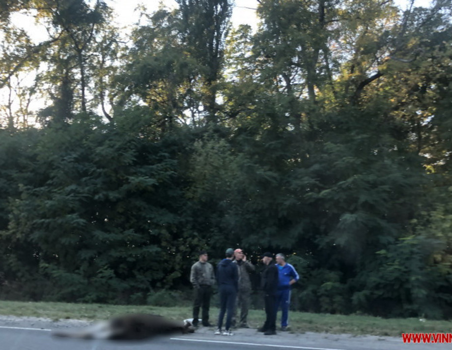 На Вінниччині автівкою збили лося