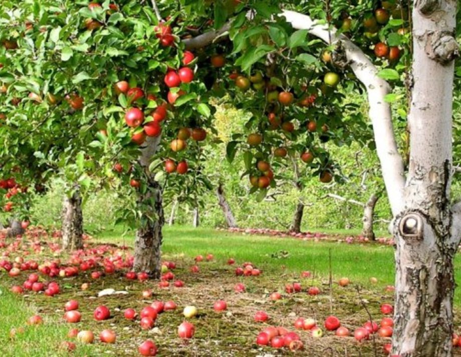 На Вінниччині через збитковість вирубають яблуневі садки