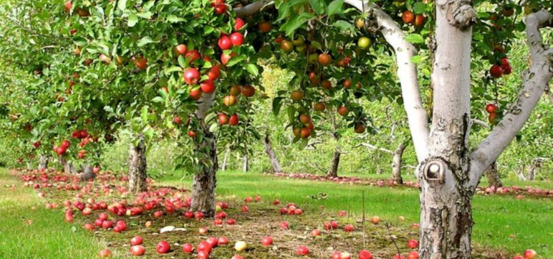 На Вінниччині через збитковість вирубають яблуневі садки