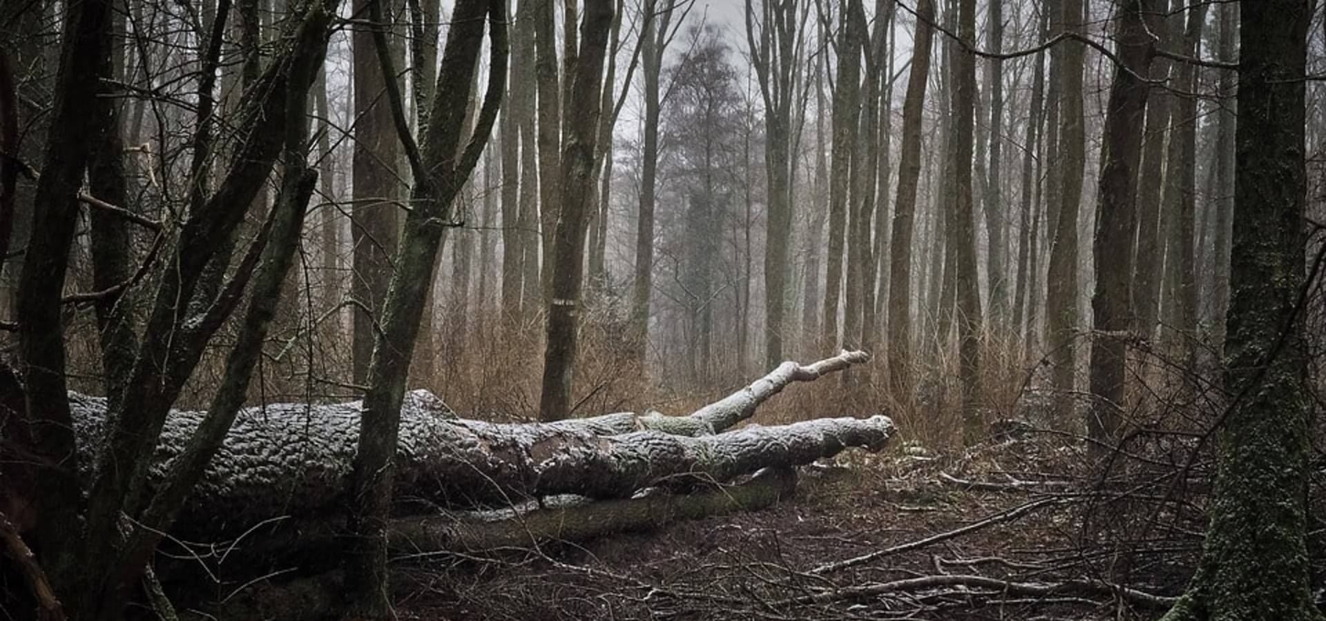 У лісі поблизу Хмільника знайшли мертвого чоловіка