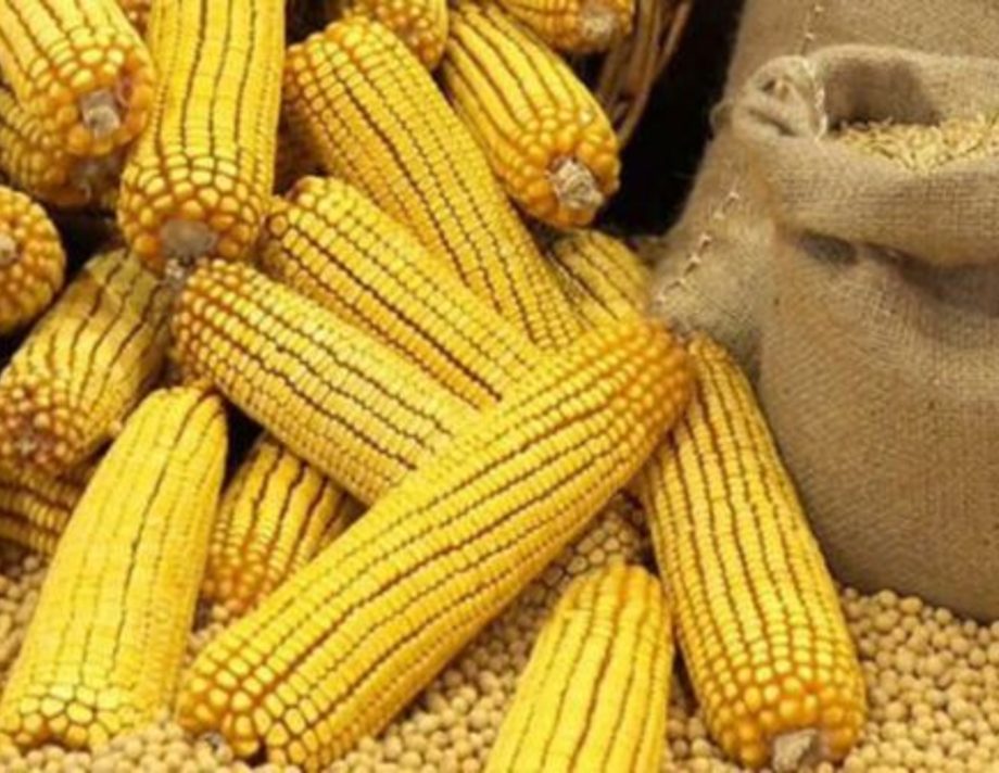 Середня врожайність кукурудзи на Вінниччині набагато більша за торішню
