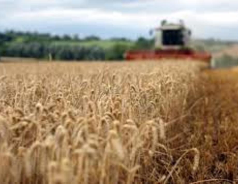 Вінниччина — перша в Україні за урожаєм зернових та зернобобових