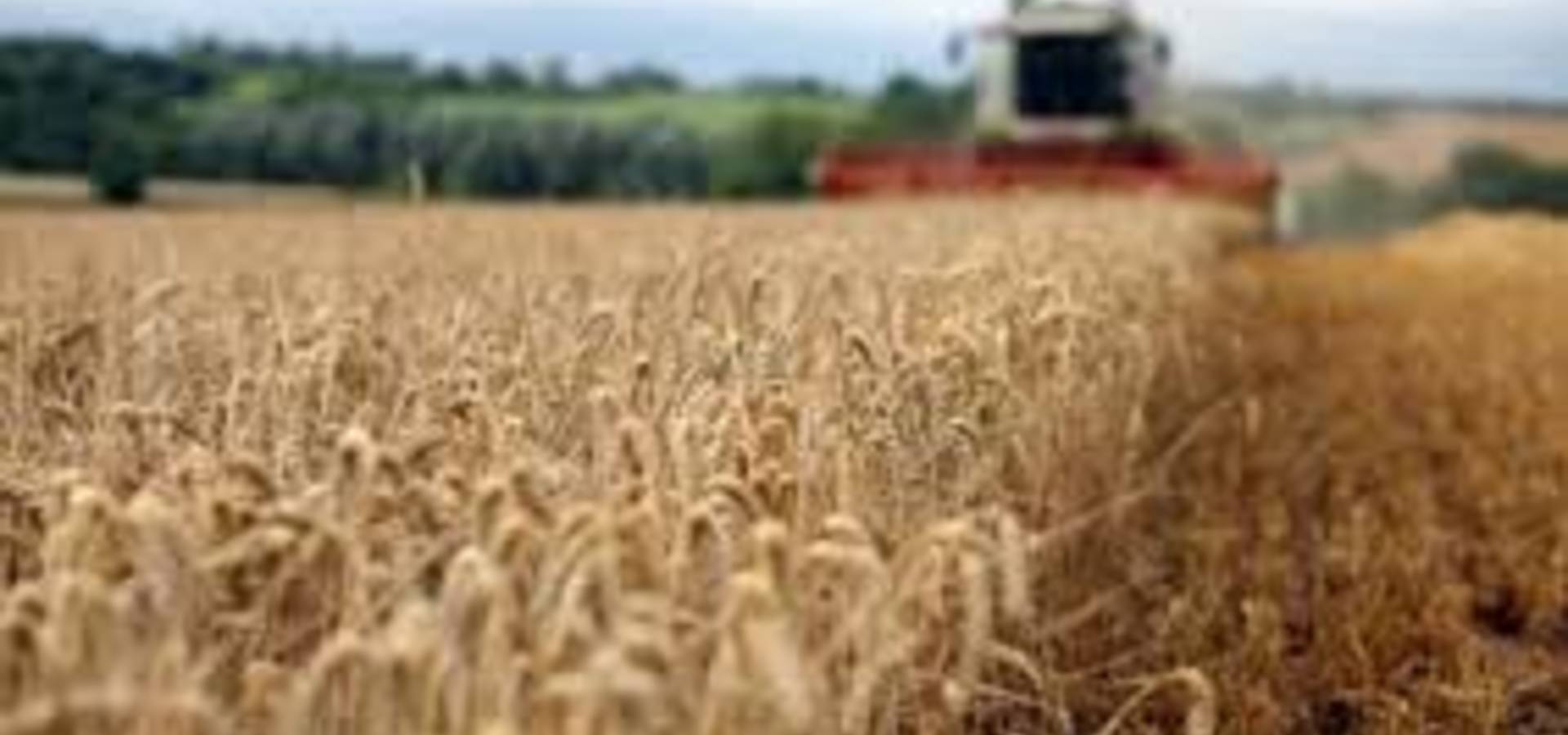 Вінниччина — перша в Україні за урожаєм зернових та зернобобових