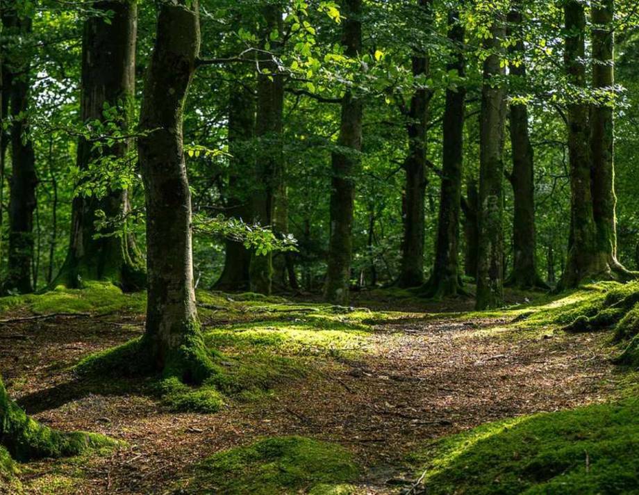 На Вінниччині посадили понад тисячу гектарів лісу