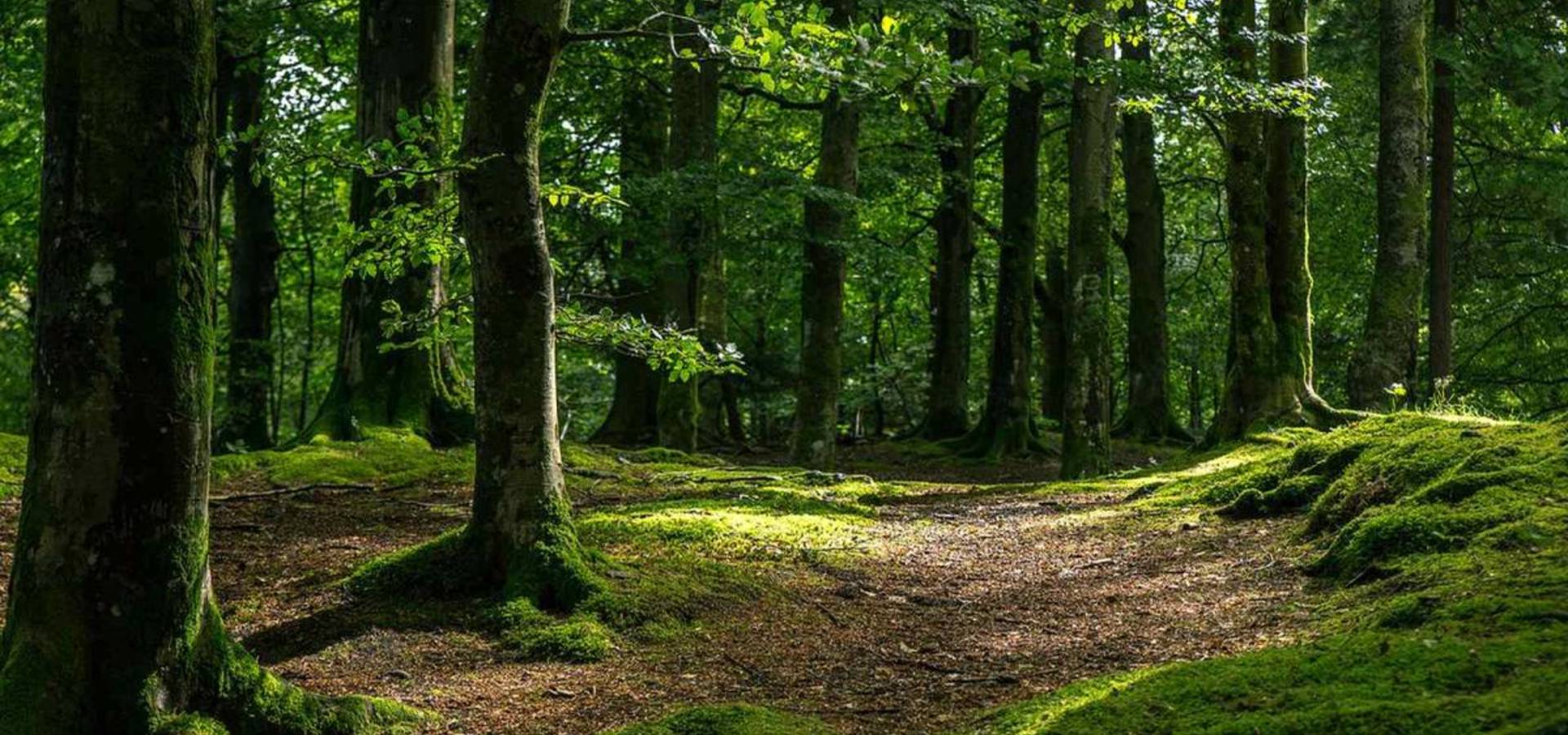 На Вінниччині посадили понад тисячу гектарів лісу