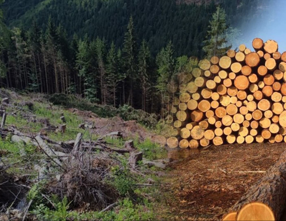 Незаконна вирубка лісу на понад 37 мільйонів гривень на Вінниччині