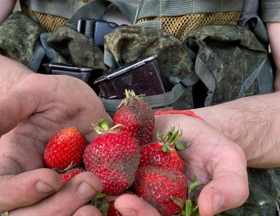 На Херсонщині окупанти наймаються до українців на збирання полуниці