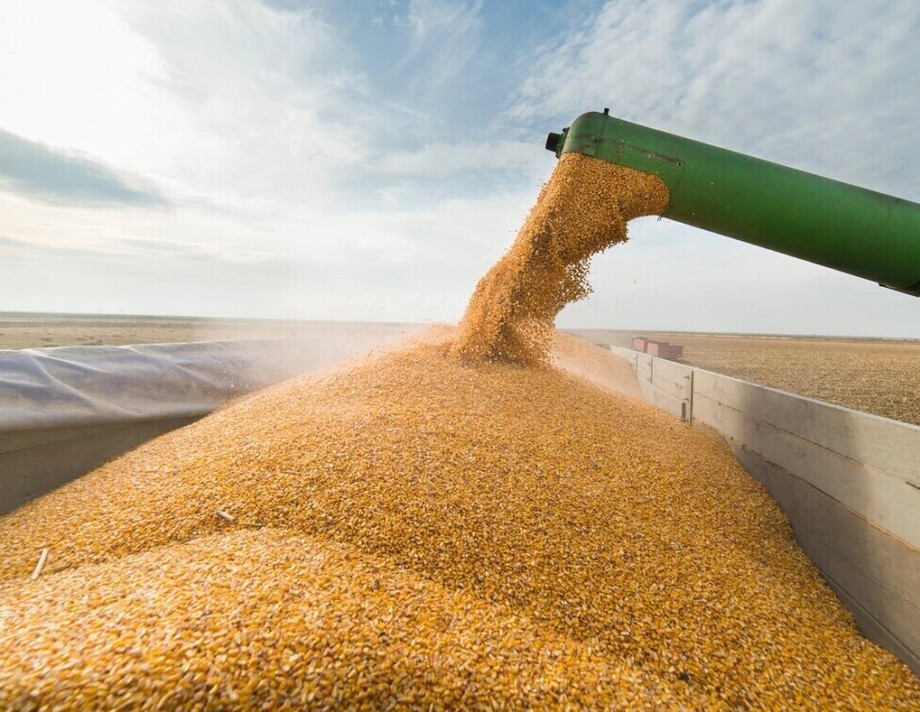  У Мінагрополітики підрахували, скільки зерна росія вже вивезла з України 