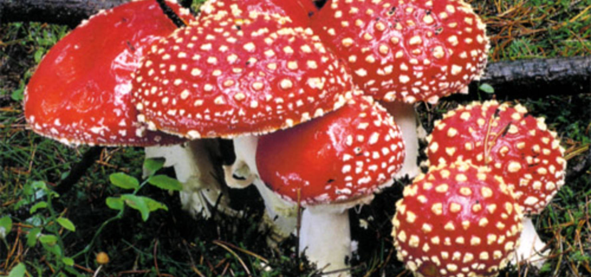 Хмільничан попереджають про небезпеку отруєння грибами