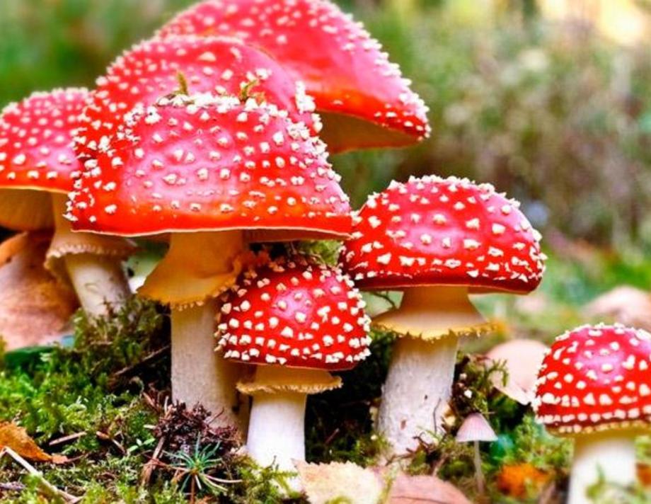 Хмільничан вкотре попереджають про небезпеку отруєння грибами