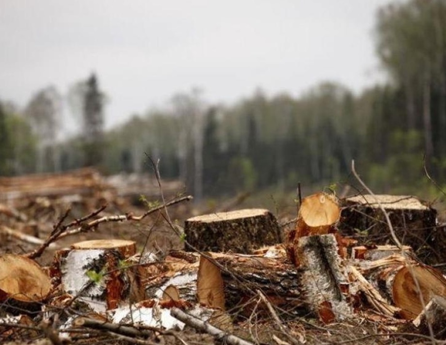У Хмільницькому районі чоловік, який зрізав 13 дерев, відшкодував 240 тисяч гривень 