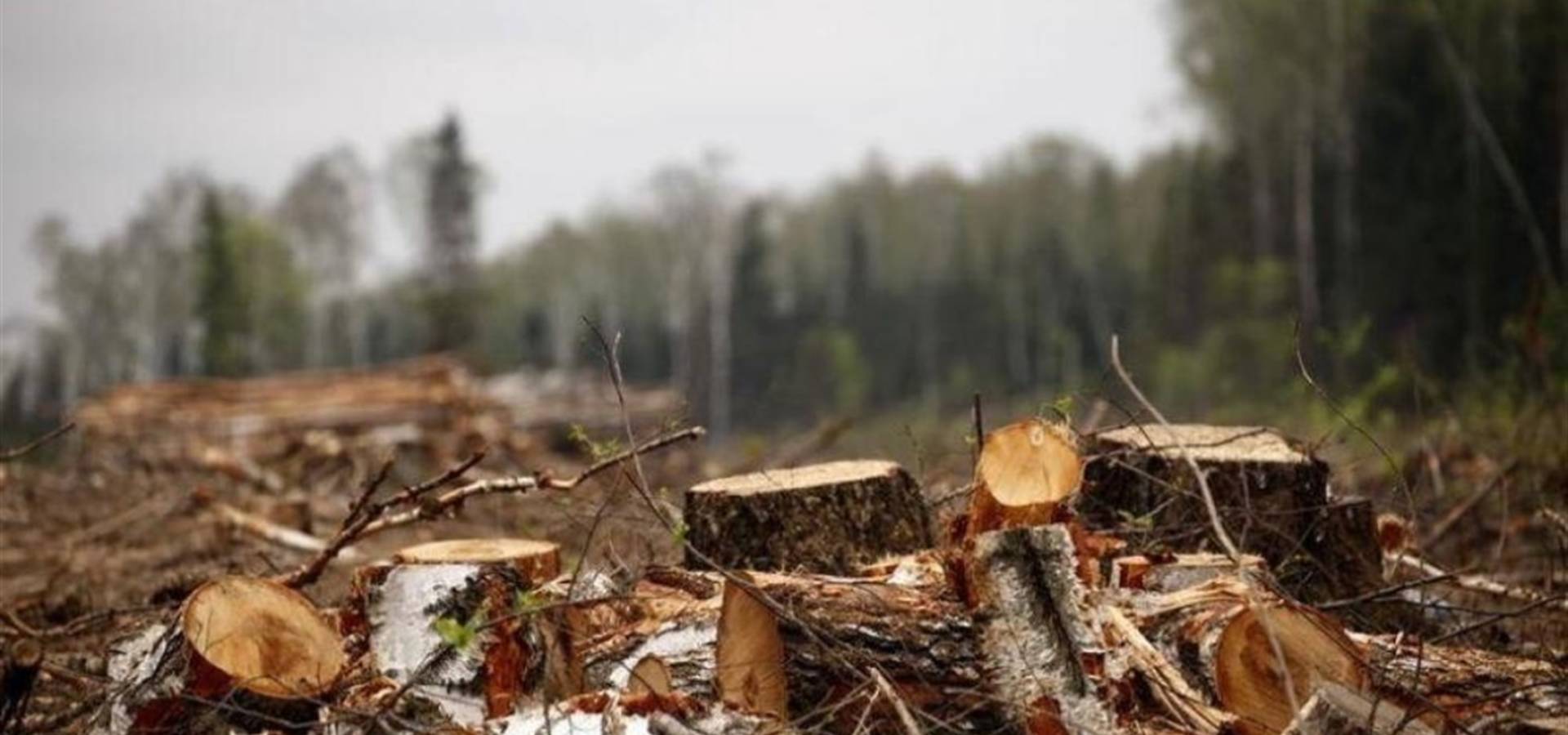 У Хмільницькому районі чоловік, який зрізав 13 дерев, відшкодував 240 тисяч гривень 