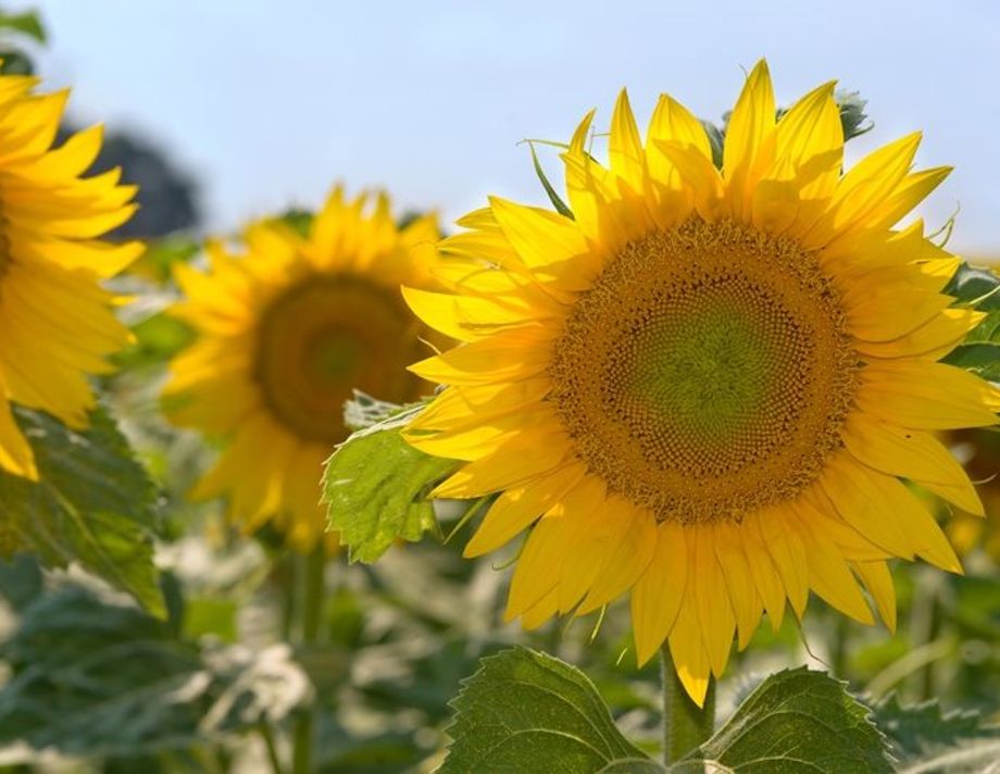 Цього року на Вінниччині врожайність соняшника на третину менша від торішньої