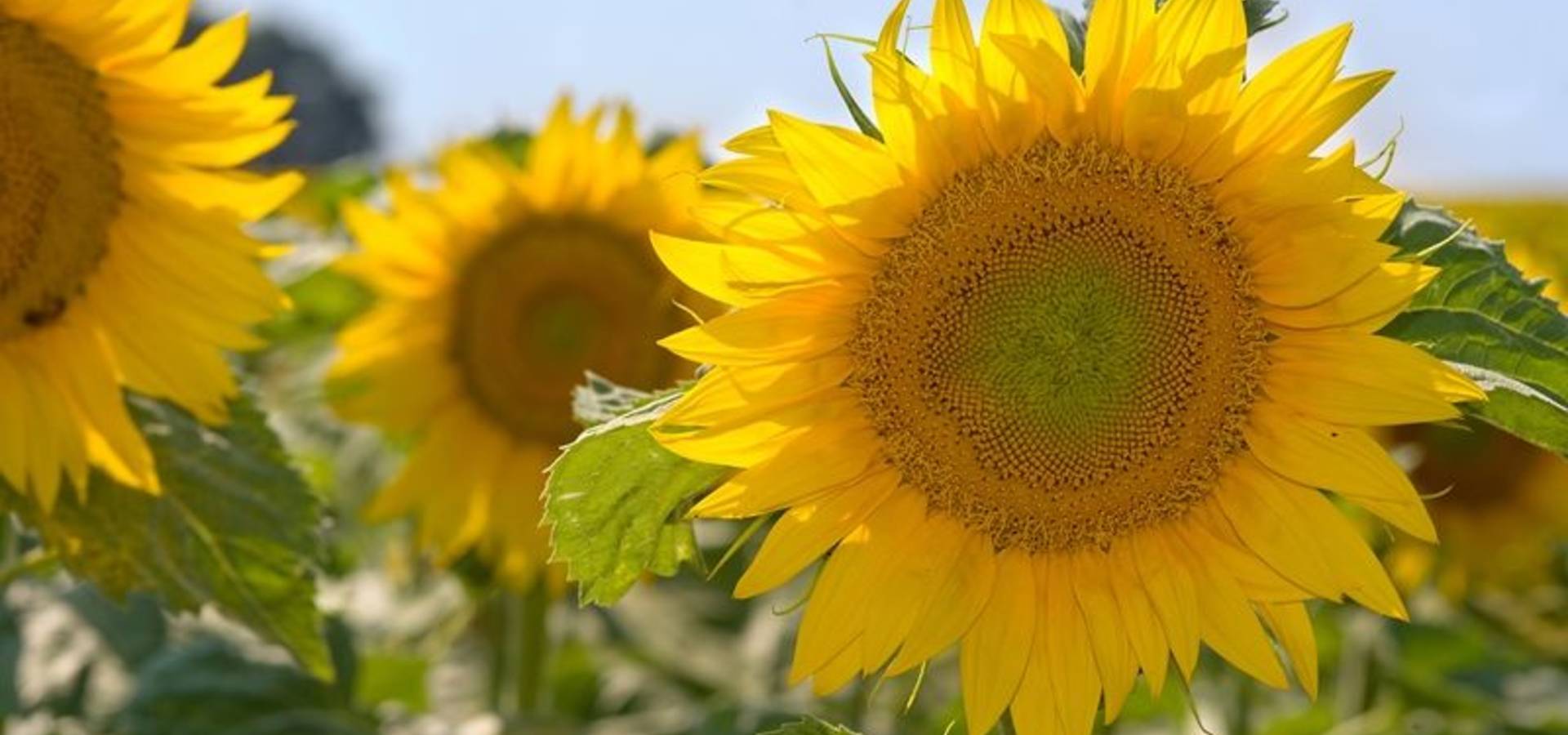 Цього року на Вінниччині врожайність соняшника на третину менша від торішньої