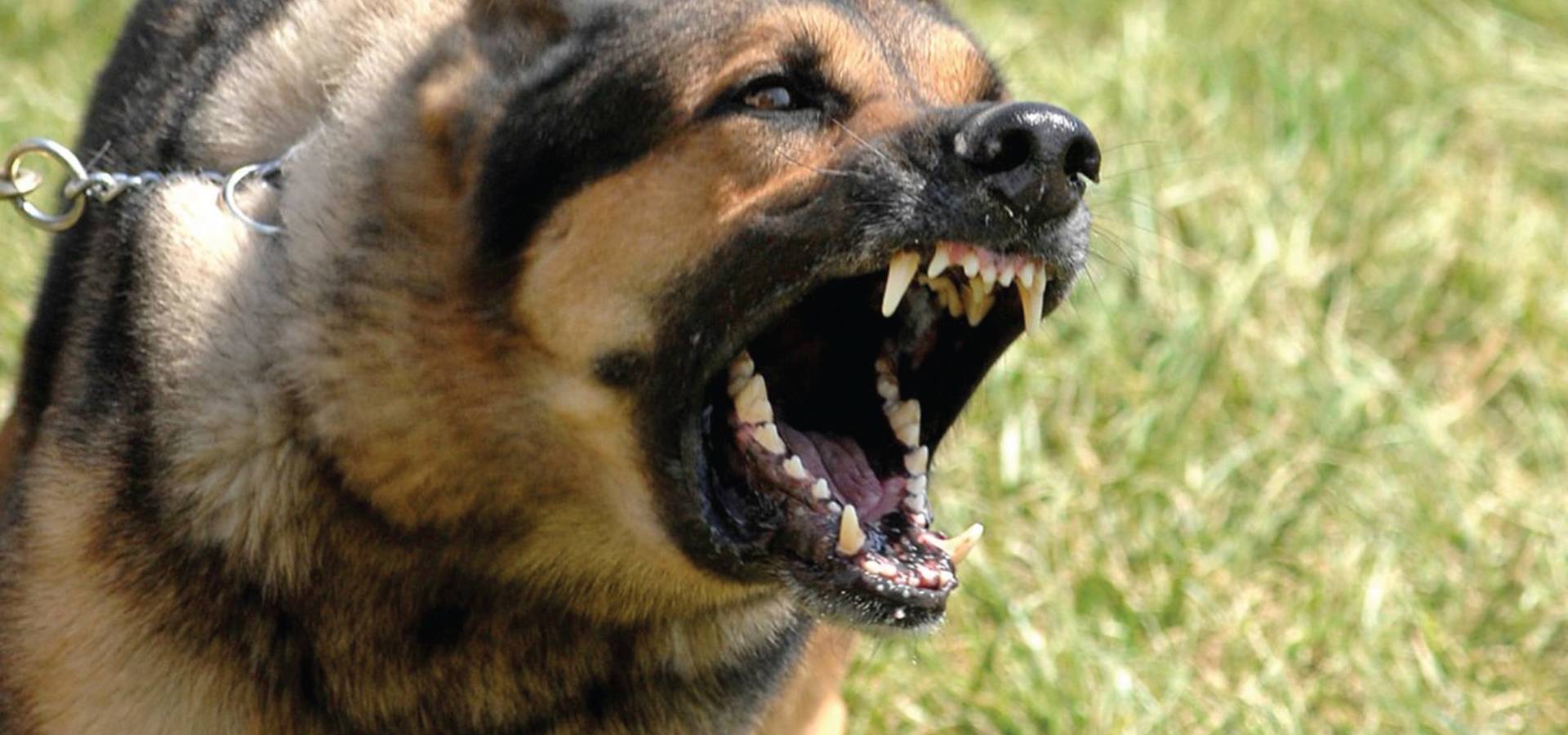 У Хмільницькому районі оштрафували чоловіка, собака якого влаштувала бійку посеред міста