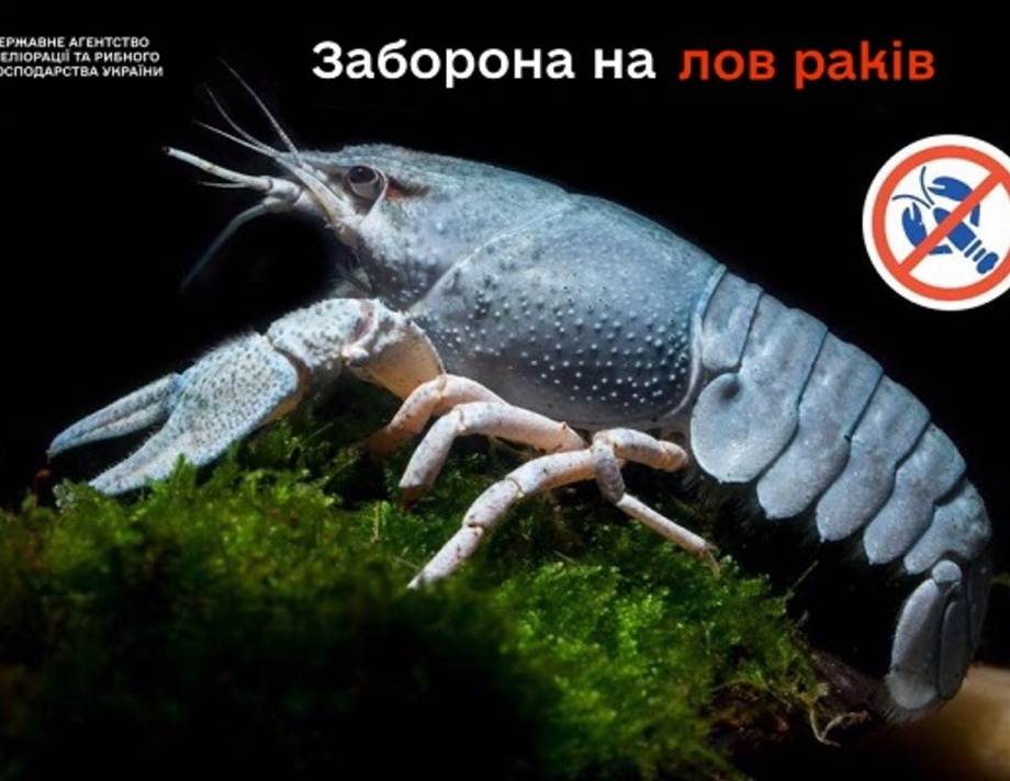 З 1 грудня у Хмільнику та на території області забороняється вилов раків