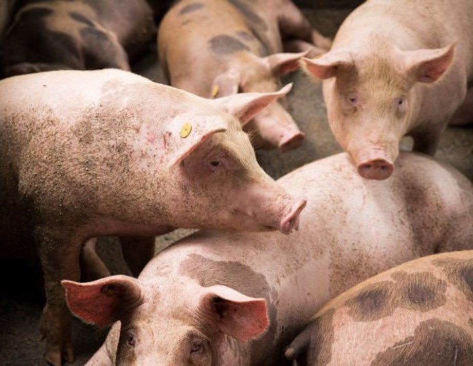 У Хмільницькому районі виявили спалах африканської чуми свиней 