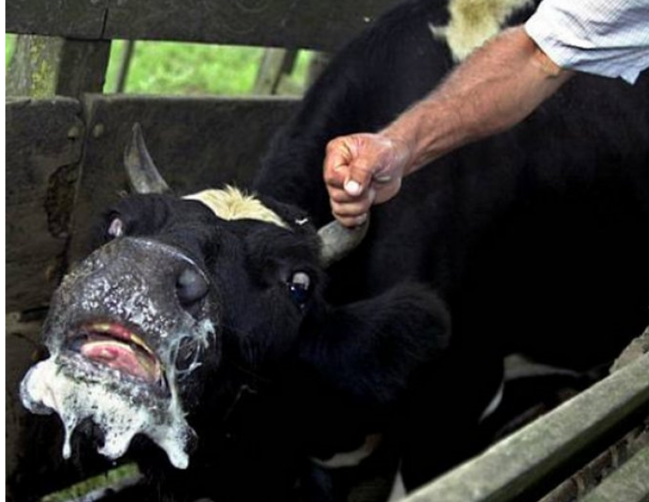 В Уланівській громаді  виявили хвору на сказ корову