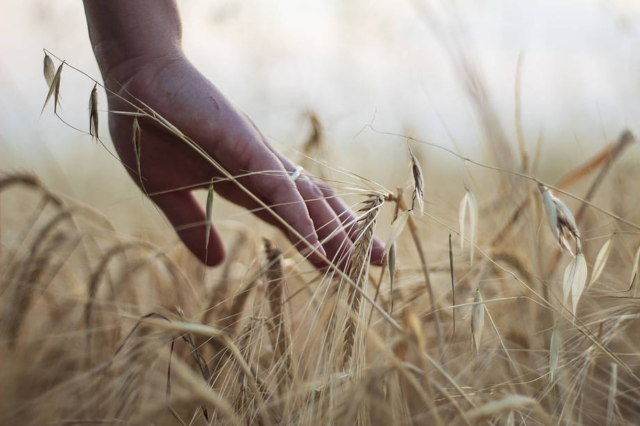 На Вінниччині через спеку знизилась урожайність ранніх зернових