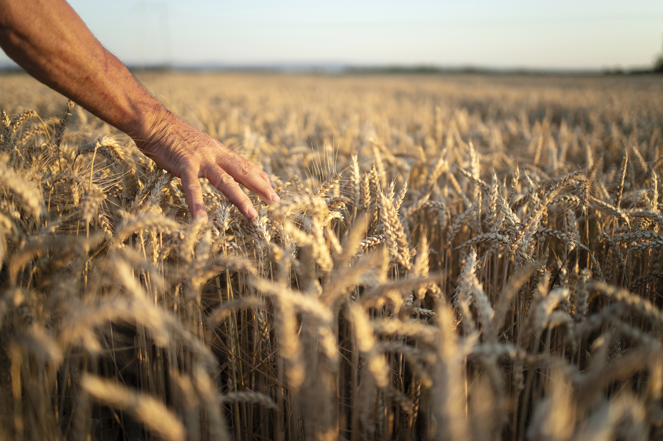 Farmers hands going through crops wheat field sunset