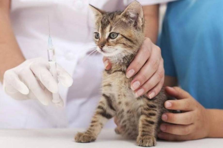 В Хмільнику проводитимуть безкоштовну вакцинацію тварин. Де коли вакцинуватимуть тварин!
