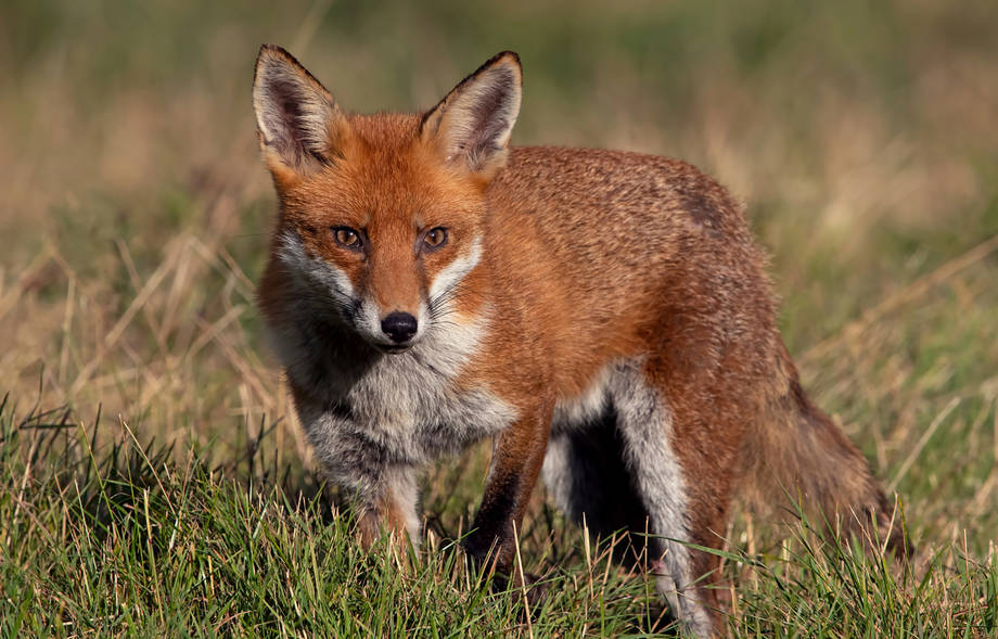 В Хмільницькій громаді відстрілюватимуть лисів та шакалів