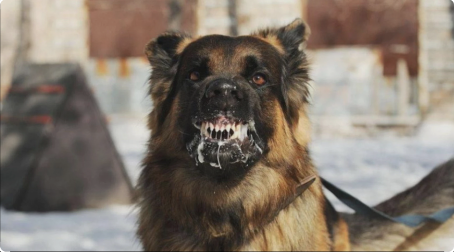 У Хмільницькому районі виявлено 36 хворих на сказ тварин