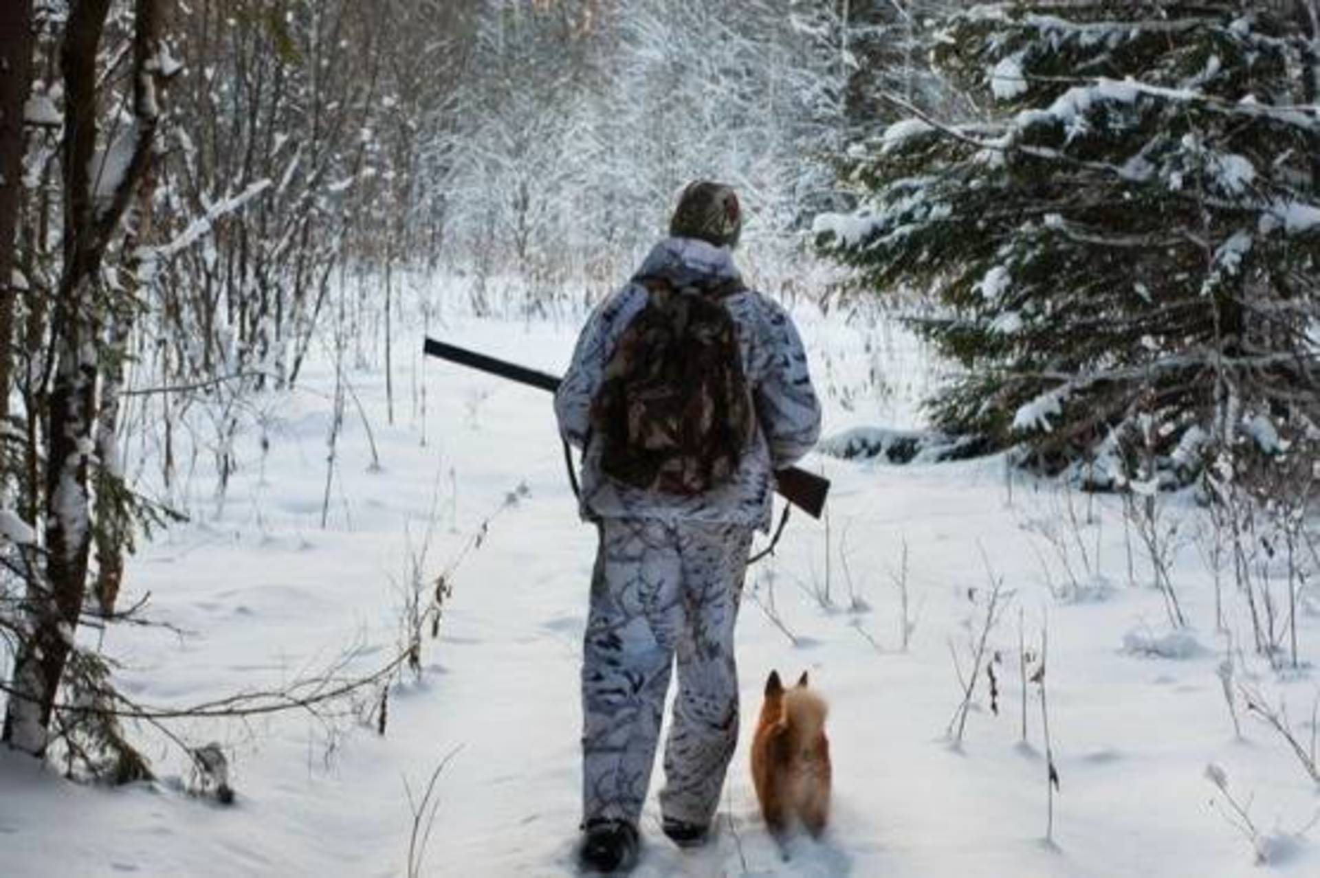 У мисливських угіддях Хмільницького лісництва проведуть полювання на диких парнокопитних та хижих м’ясоїдних тварин
