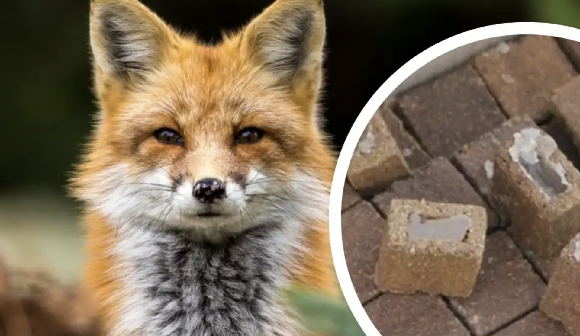 У Хмільницькій громаді розкладатимуть приманки з вакциною від сказу