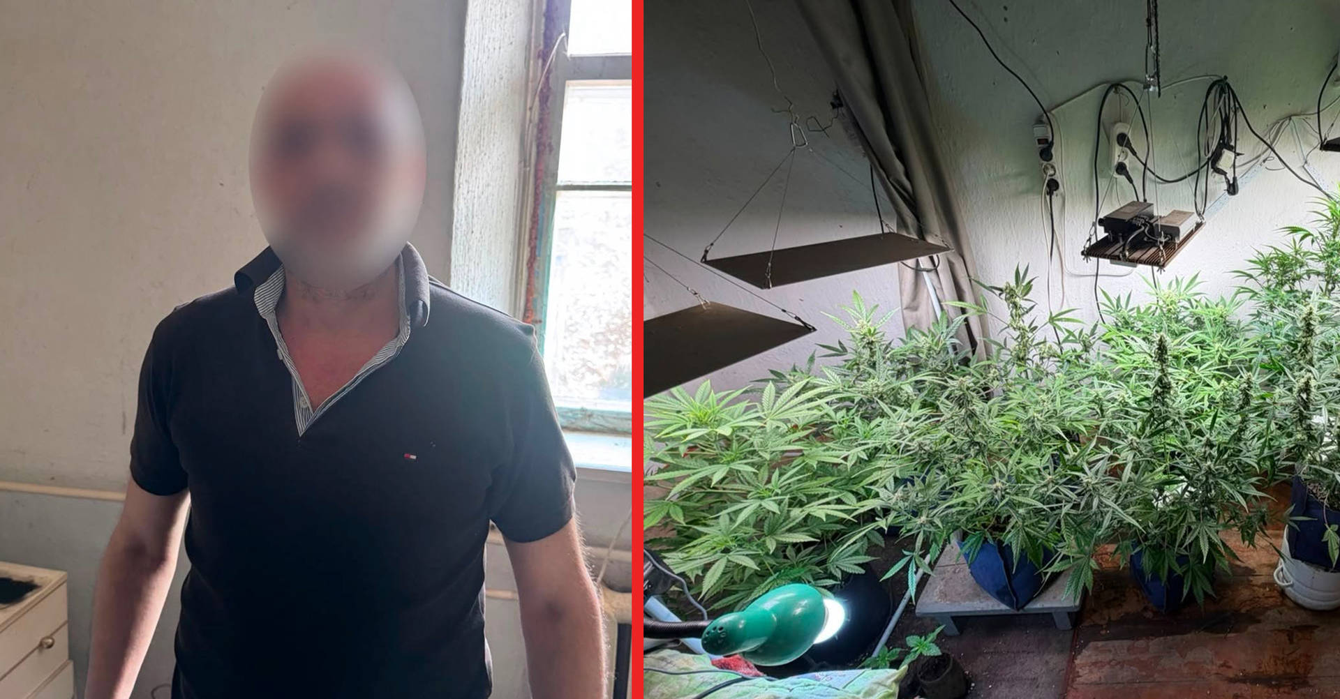 У Хмільницькому районі чоловік вдома вирощував рослини коноплі